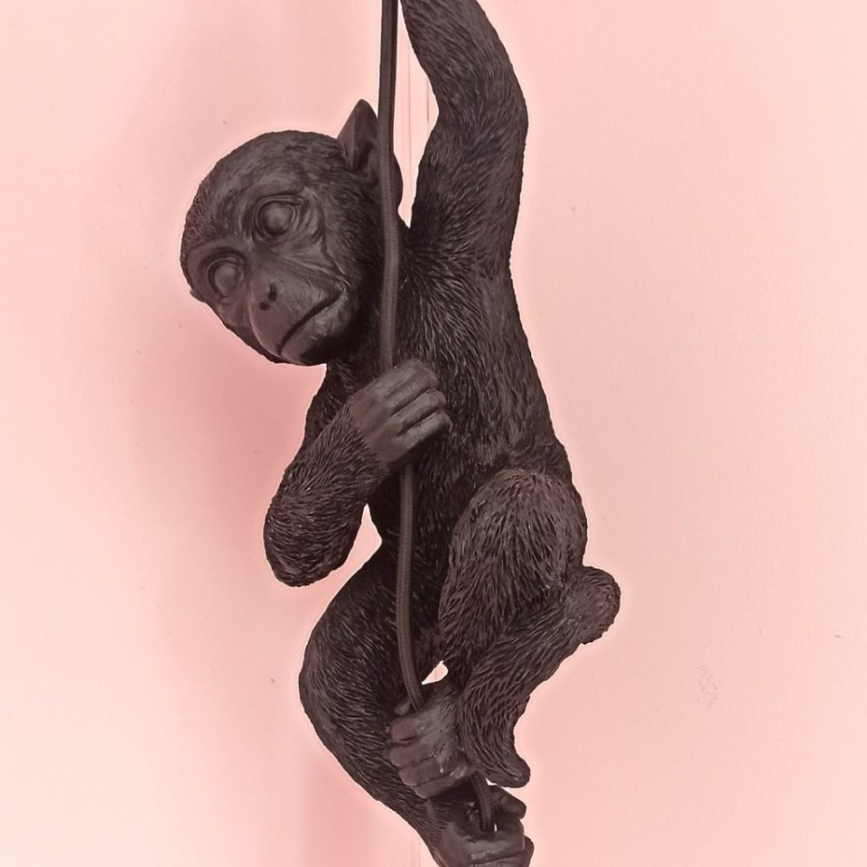 le-singe-de-la-chambre-de-hassan-de-la-maison-les-rives-du-rochefollet