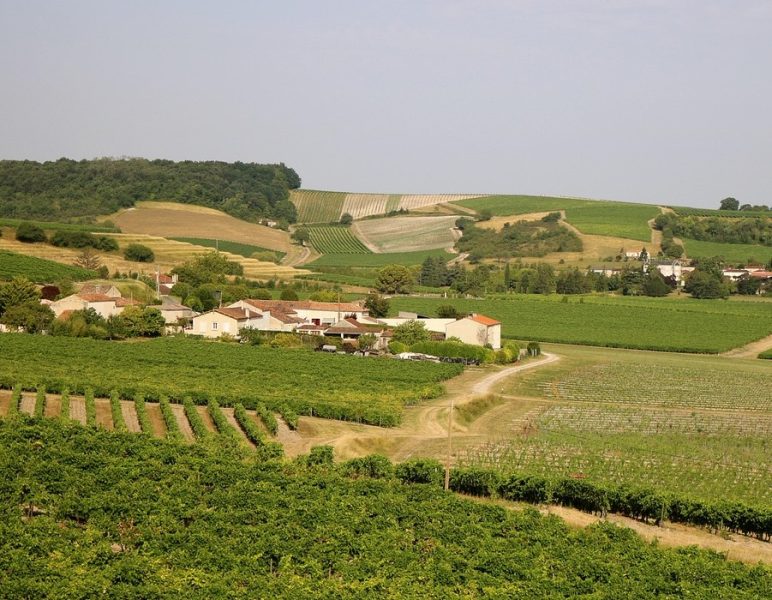 vignes-de-cognac