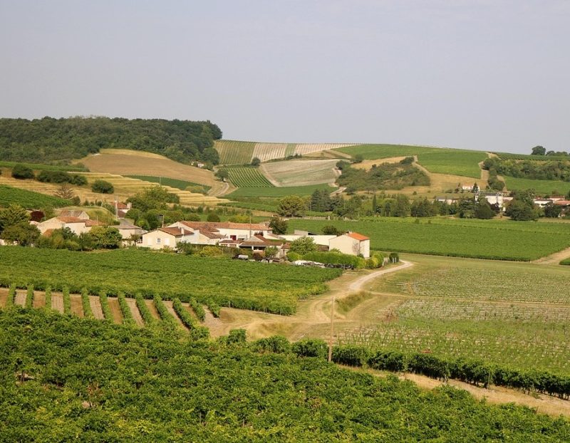 vignes-de-cognac